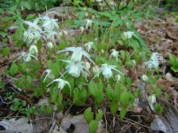 DSC02729