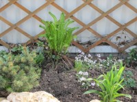 ель колючая  Maigold 1 11