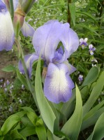 38 Олель P6200019