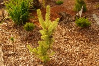 Pinus sylvestris Candlelight