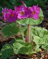 Primula kisoana