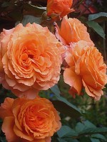 Belvedere  Rosen Tantau 2001