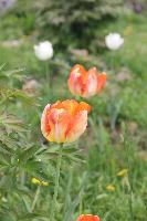 недопопугай оранж