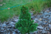Picea abies Mikulasovice