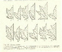 форма листа клена