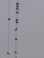 IMG 80866