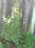 Изображение 072