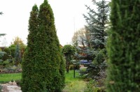 Thuja occidentalis Smaragd