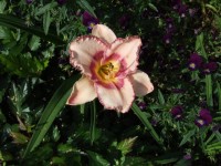 DSCF5539