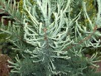 Larix laricina Tharandt