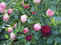 Astrid Grafin von Hardenberd FIRST LADY 3