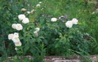 Mon Jardin 3