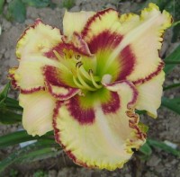 LADY BETTY FRETZ 137 95