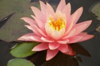 7738 Nymphaea Colorado