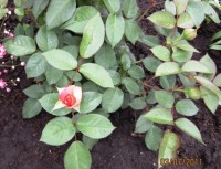 Чиппендейл1