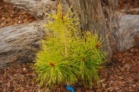 Pinus sylvestris Trollguld