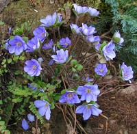 Blue Jewel