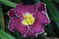 ДАЛЁКАЯ ЗВЕЗДА