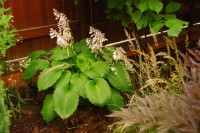 Hosta Niagara Falls  2