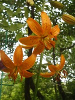 L  hansonii