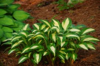 Hosta Celebration  2