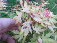 acer orange dream 3