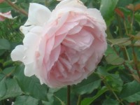 The Wedgwood Rose 5