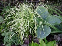 Bressingham Blue