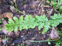 реверс на frizellae