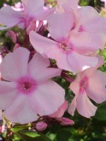Rosa Pastell 300