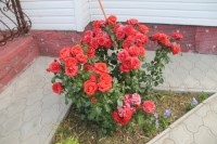 IMG 1544