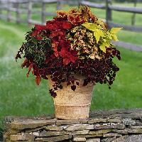 coleus pot composition 550x550