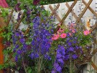 дельфы у Негритянки