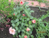 Чиппендейл5