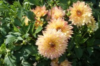 Пенелопа   куст