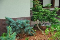Abies concolor Compacta Tsuga canadensis Moll