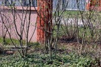 сирень