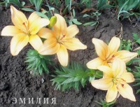 Изображение 032