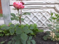 DSCF0504