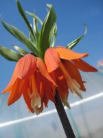 рябчик императорский Aurora2