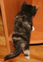 Пестрик