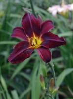 CRW 13311