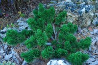 Pinus mugo Jakobsen 2011 год
