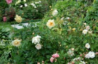 DSC 0290