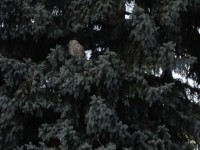 IMG 0291