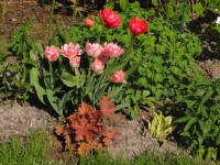 Ренон Уинк Фокстрот 2