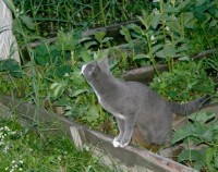 кот2