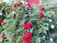 DSCF1057