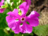 P1040303