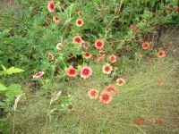 DSC02268